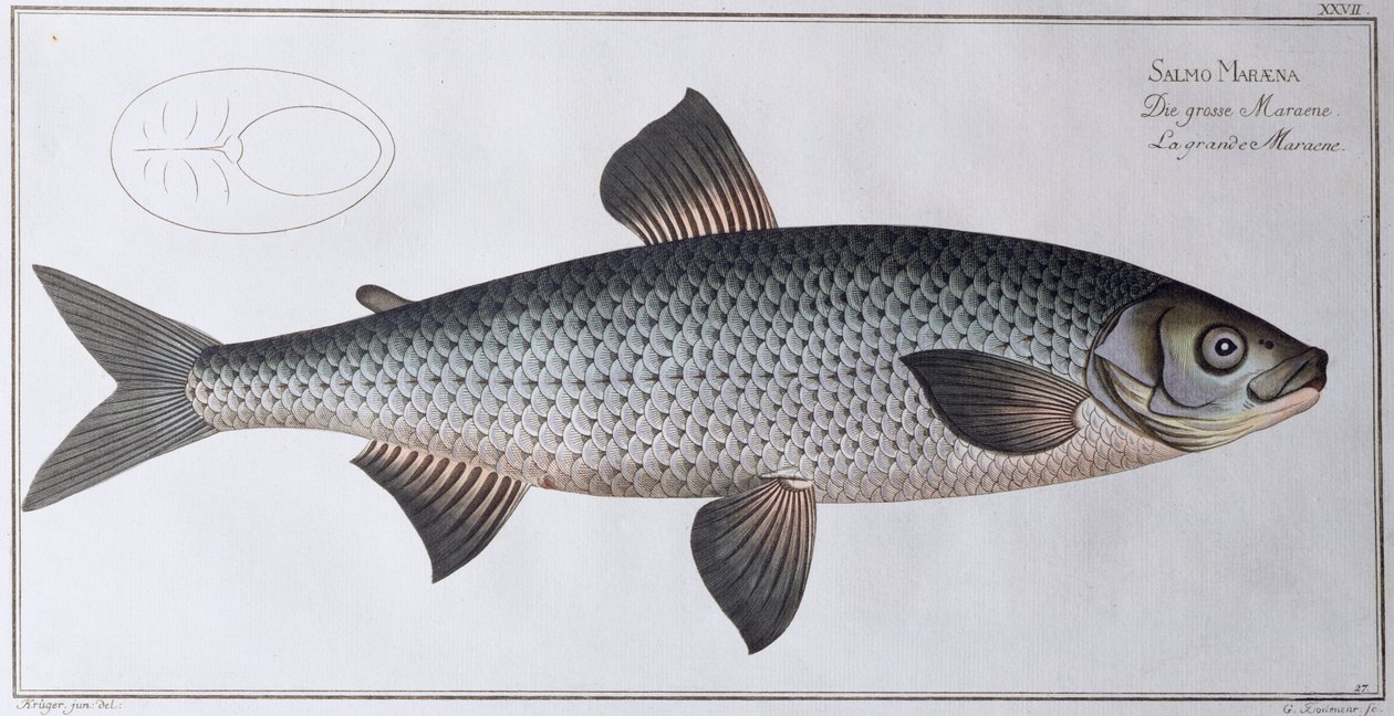 ಸಾಲ್ಮನ್: ಪಬ್. ಬ್ಲ್ಯಾಕ್, c.1790 (ಮುದ್ರಣ) turk ಮೂಲಕ by Andreas Ludwig Kruger