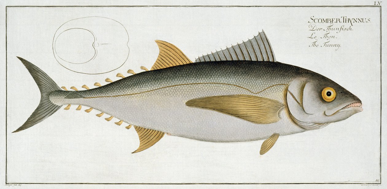 Tuna (Scomber Thynnus) plakası LV, 