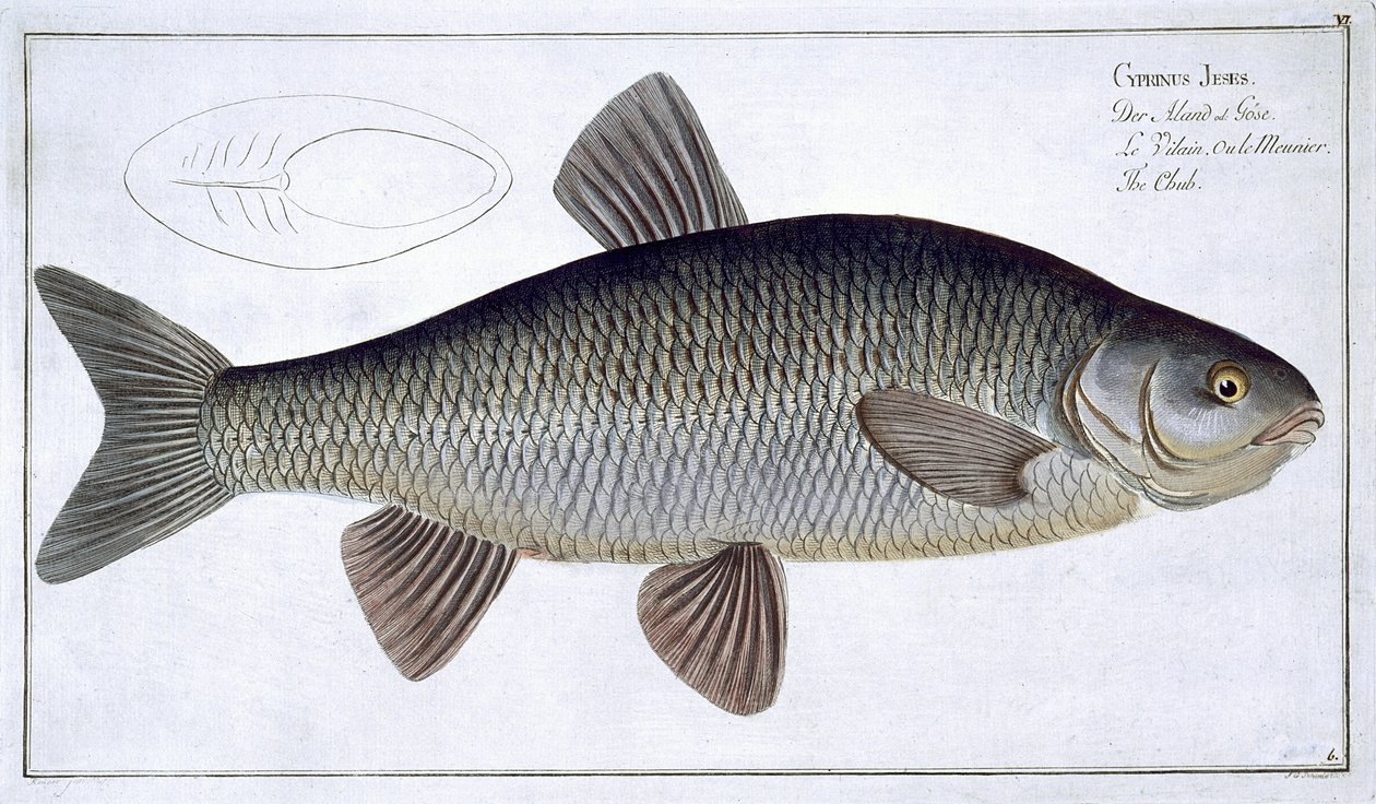 Marcus Elieser Bloch (1723-99), Gabriel Bodenehr (1673-1766) tarafından oyulmuş, c. by Andreas Ludwig Kruger