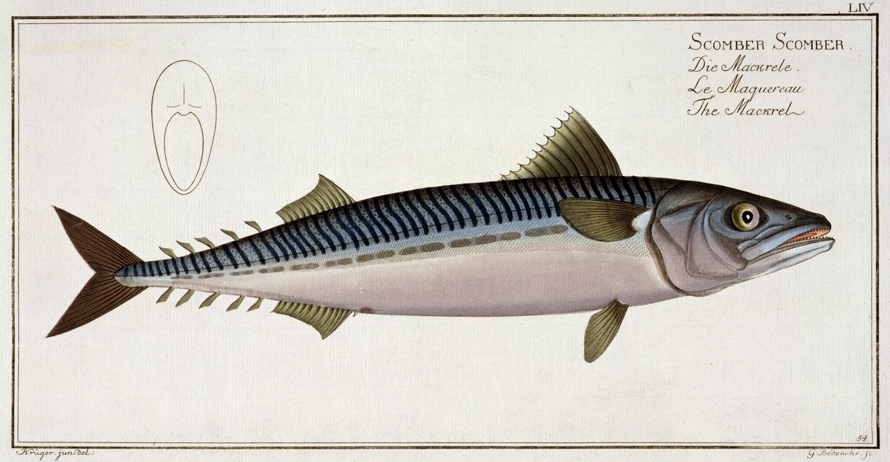 Marcus Elieser Bloch (1723-99), Gabriel Bodenehr (1673-1766), yayın by Andreas Ludwig Kruger