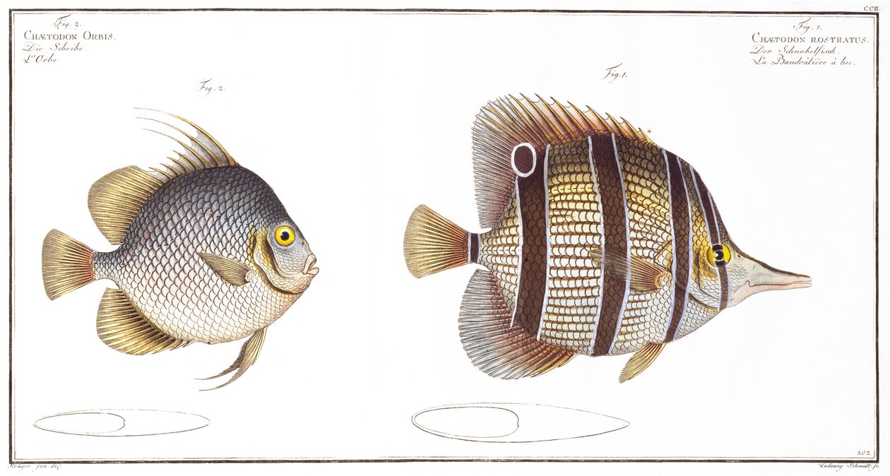Küre balığı: ve Faturalı balık, Black tarafından yayınlandı, c.1790 (baskı) by Andreas Ludwig Kruger