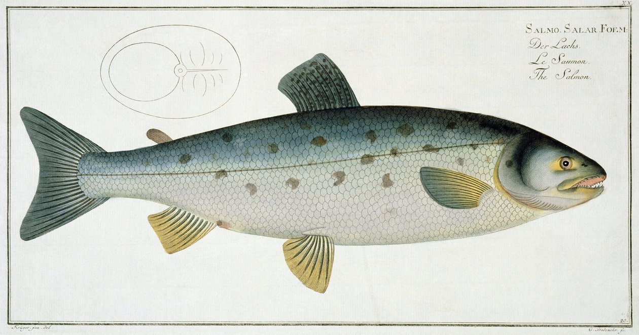 Marcus Elieser Bloch (1723-99) tarafından 