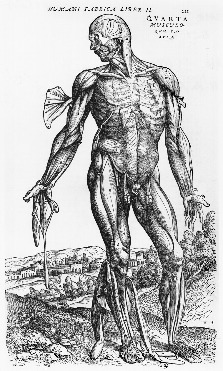 Anatomik Çalışma, Andreas Starr (1514-64) Basel tarafından 'De Humani Corporis Fabrica'dan bir çizim, 1543 by Andreas Vesalius