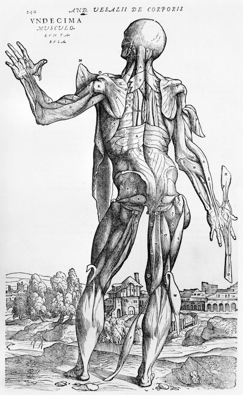 Anatomik Çalışma, Andreas Starr (1514-64) Basel tarafından 