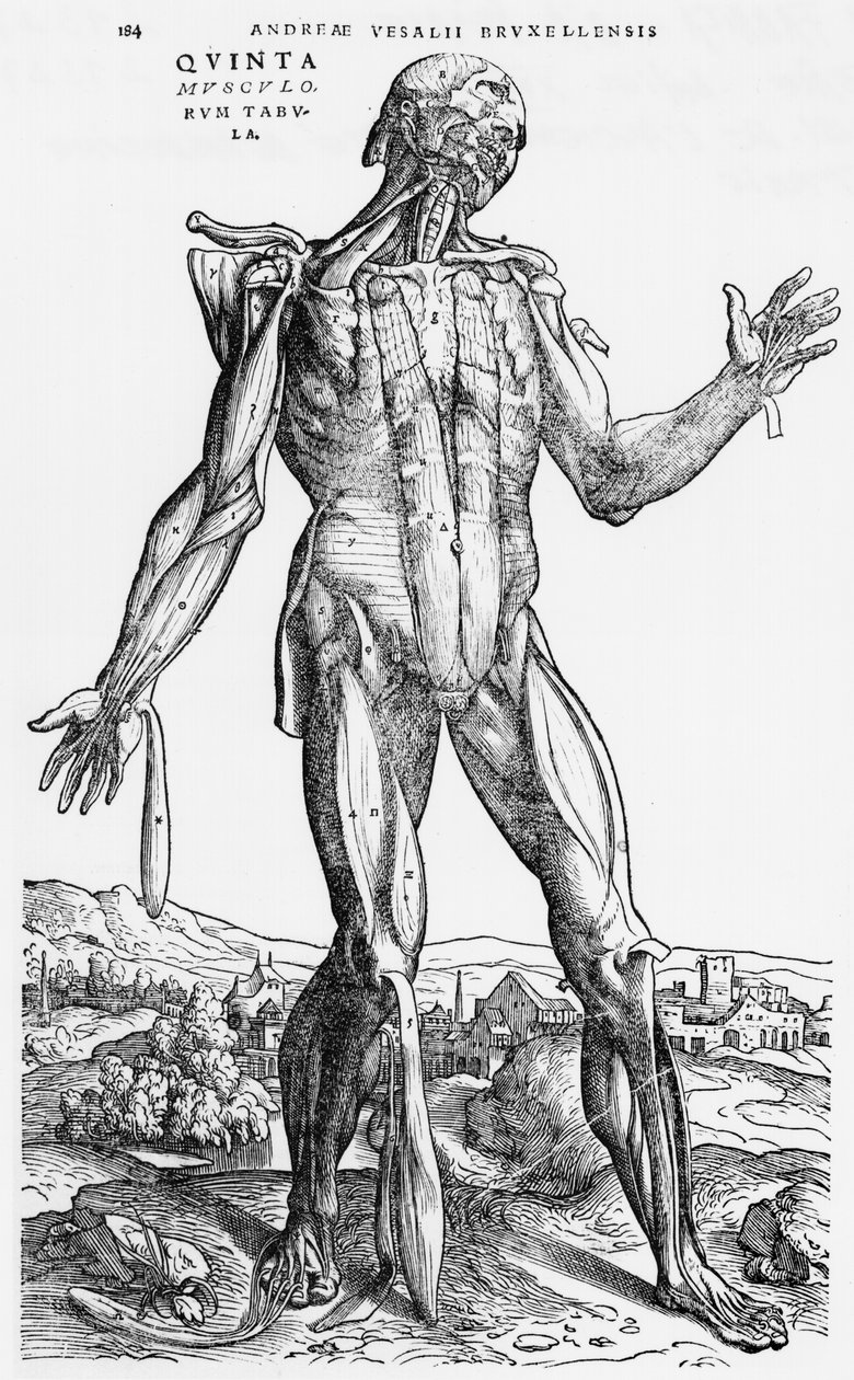 Anatomik Çalışma, Andreas Starr (1514-64) Basel tarafından 