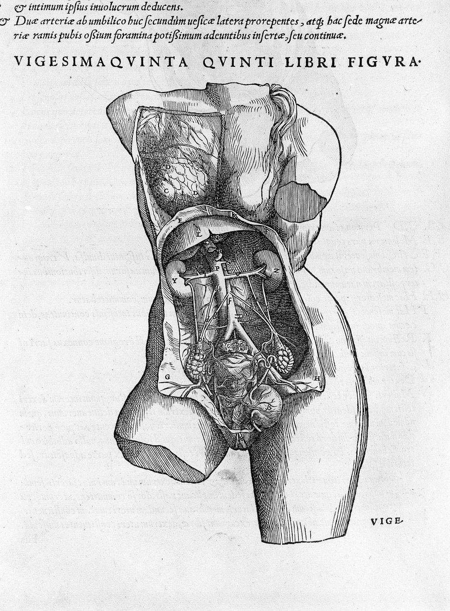 Bir kadın büstünün anatomik panosu. Charles V. Bale 1543