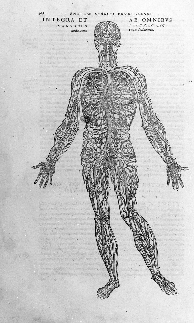 Andrea Vesalio (1514 - 1564), V. Charles'ın doktoru by Andreas Vesalius