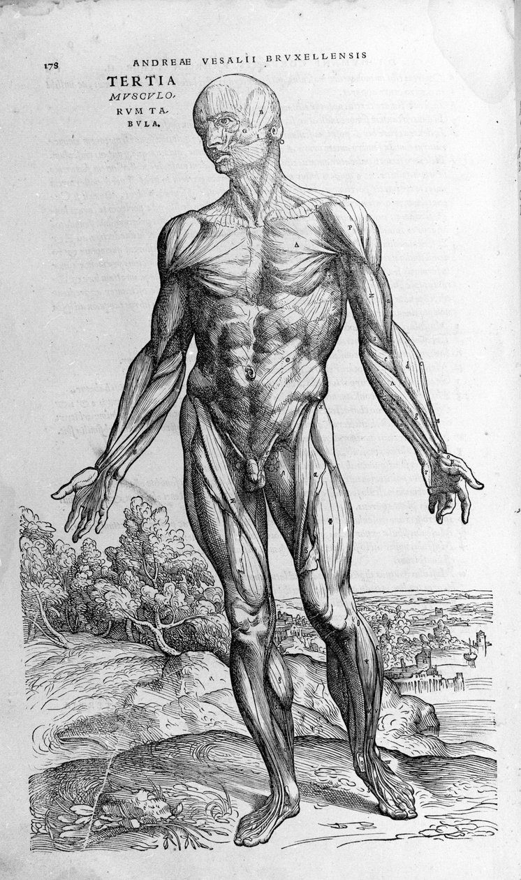 Andrea Vesalio (1514 - 1564), Charles V'nin doktoru by Andreas Vesalius