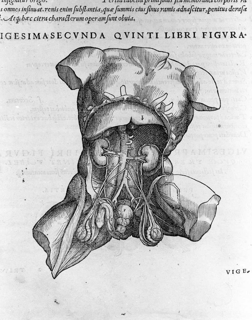 Andrea Vesalio (1514 - 1564), Charles V'nin doktoru by Andreas Vesalius