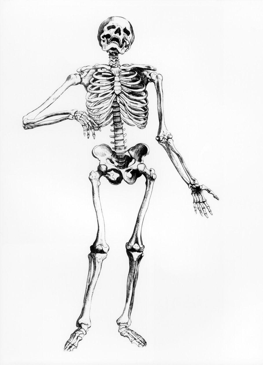 İnsan iskeleti by Andreas Vesalius