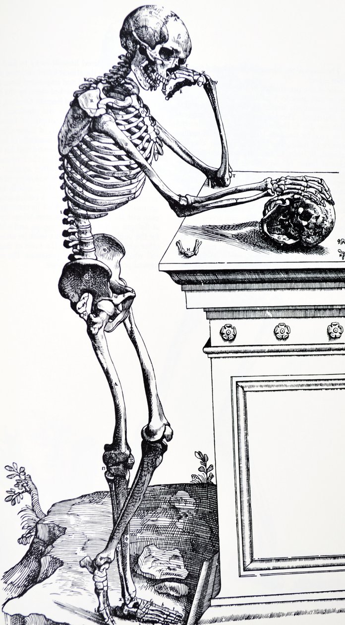 Elinde kafatası olan insan iskeleti. Vesalius'un "De Humani Corporis Fabrica" adlı eserinden. Olası oduncu: Jan von Calcar by Andreas Vesalius
