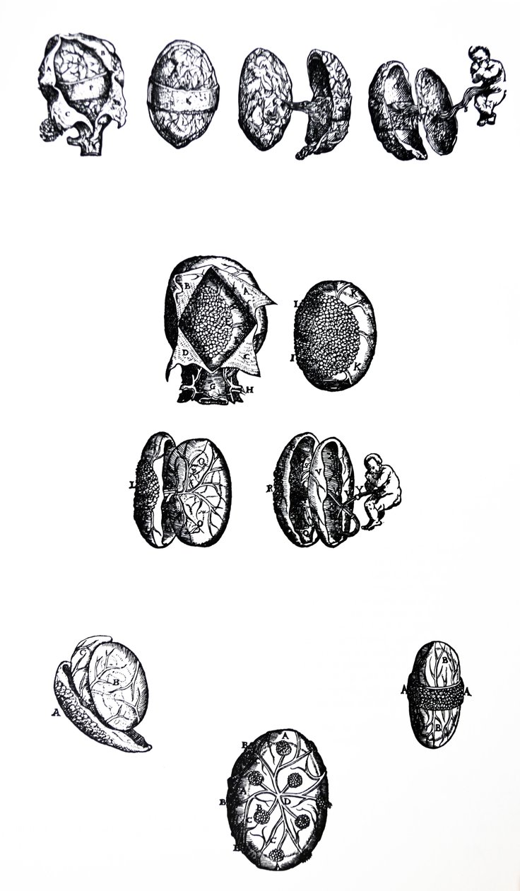 De Humani Corporis Fabrica'nın Beşinci Kitabından Plakalar by Andreas Vesalius