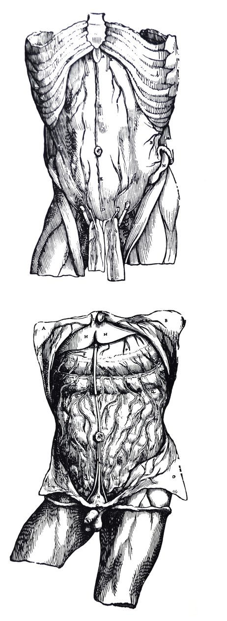 De Humani Corporis Fabrica