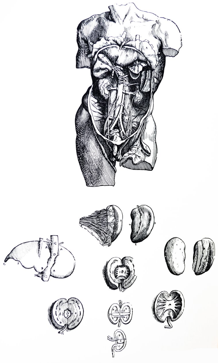 De Humani Corporis Fabrica