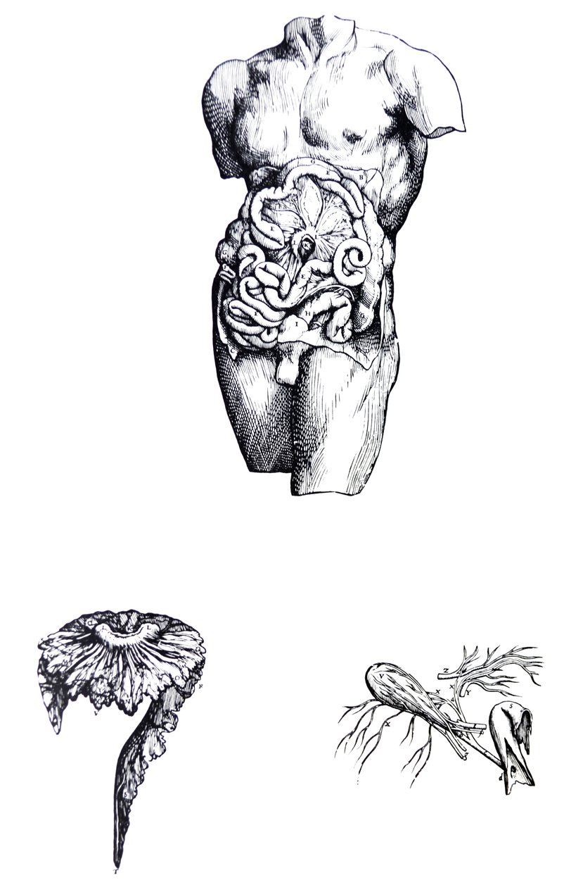 De Humani Corporis Fabrica