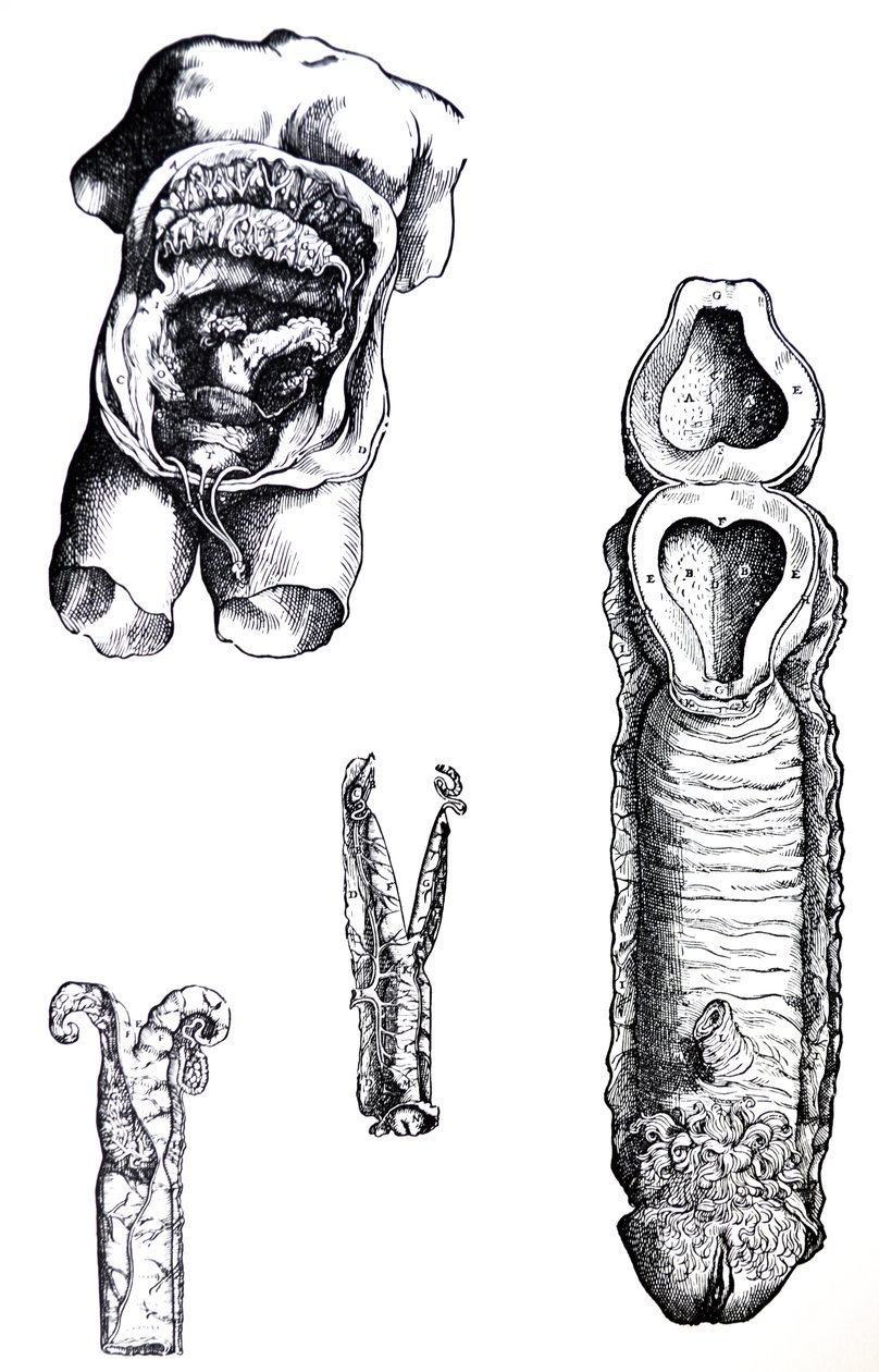 De Humani Corporis Fabrica