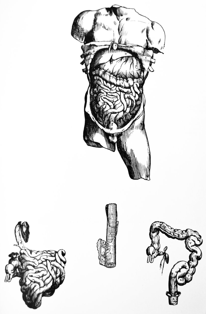 De Humani Corporis Fabrica'nın Beşinci Kitabından Plakalar by Andreas Vesalius