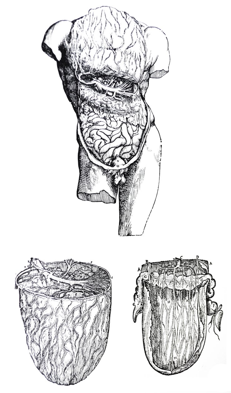 De Humani Corporis Fabrica'nın Beşinci Kitabından Plakalar by Andreas Vesalius
