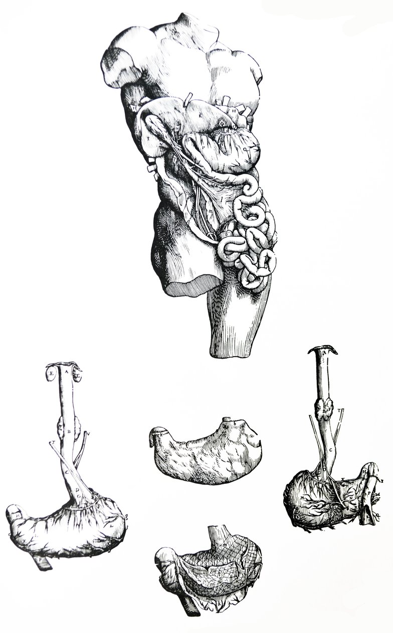 De Humani Corporis Fabrica
