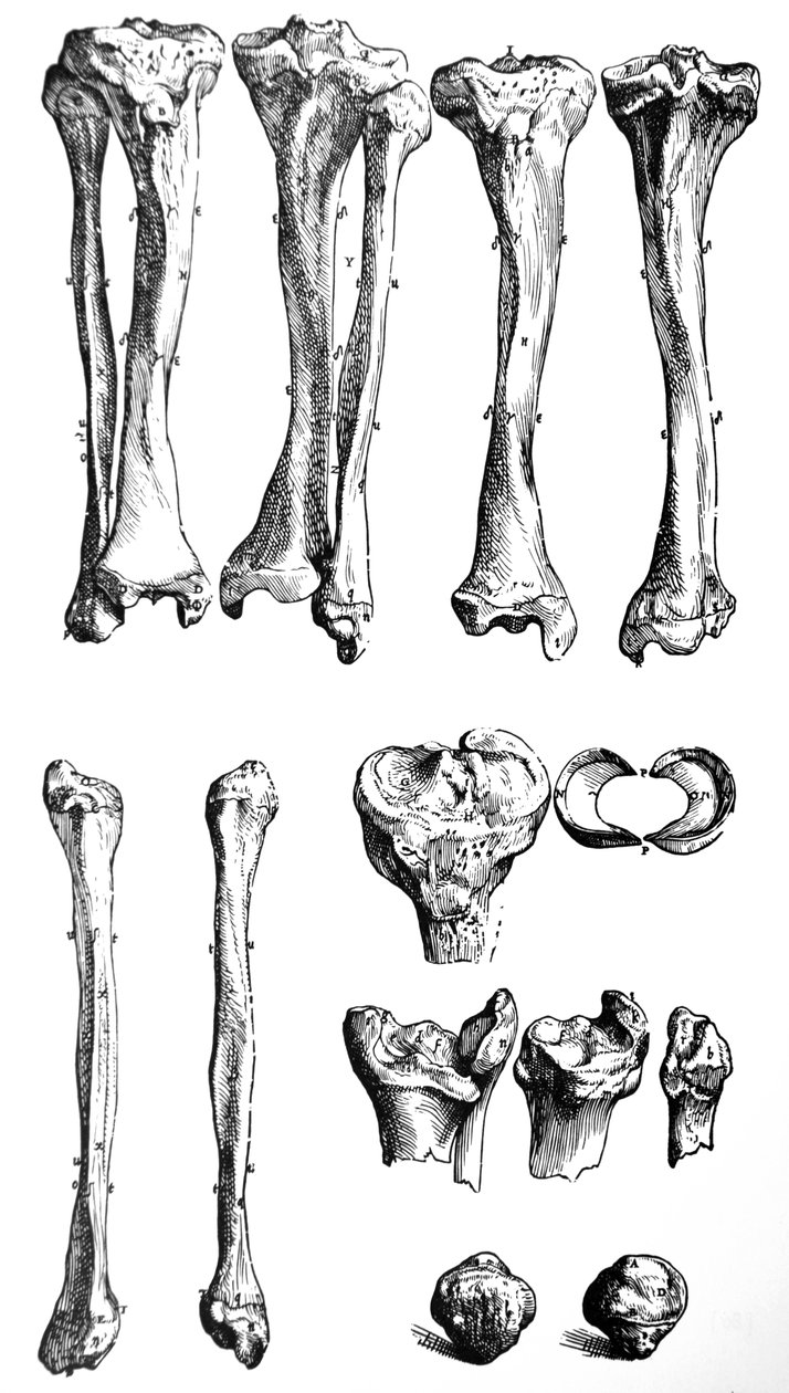 De Humani Corporis Fabrica