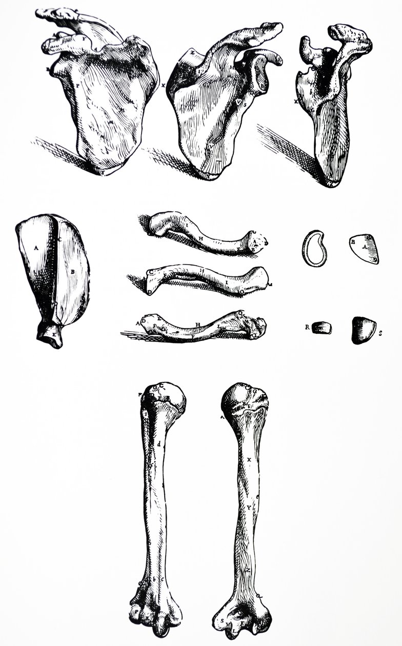 De Humani Corporis Fabrica