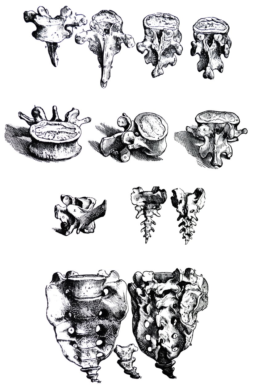 De Humani Corporis Fabrica