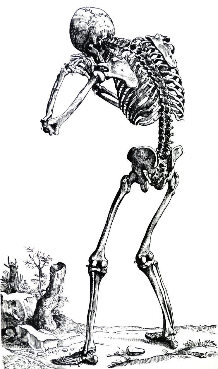 De Humani Corporis Fabrica