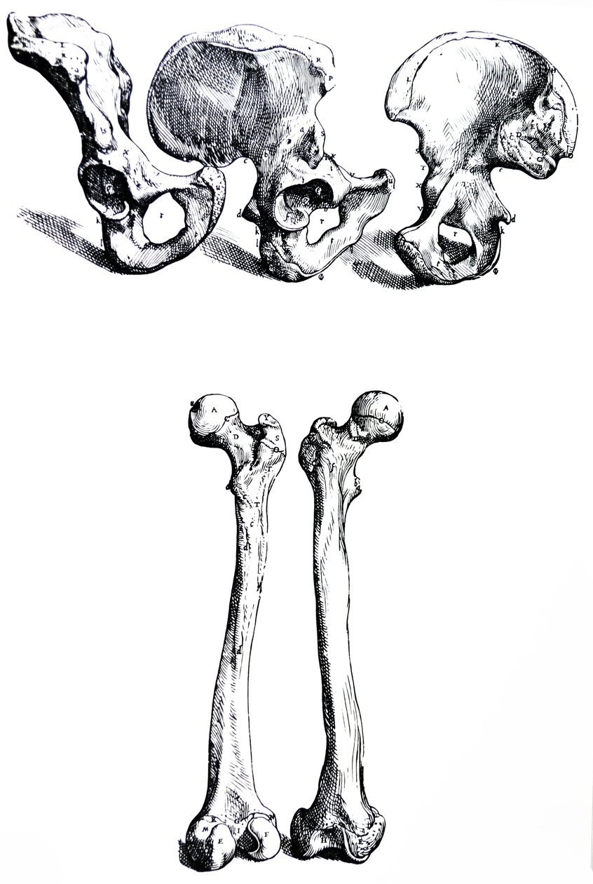De Humani Corporis Fabrica