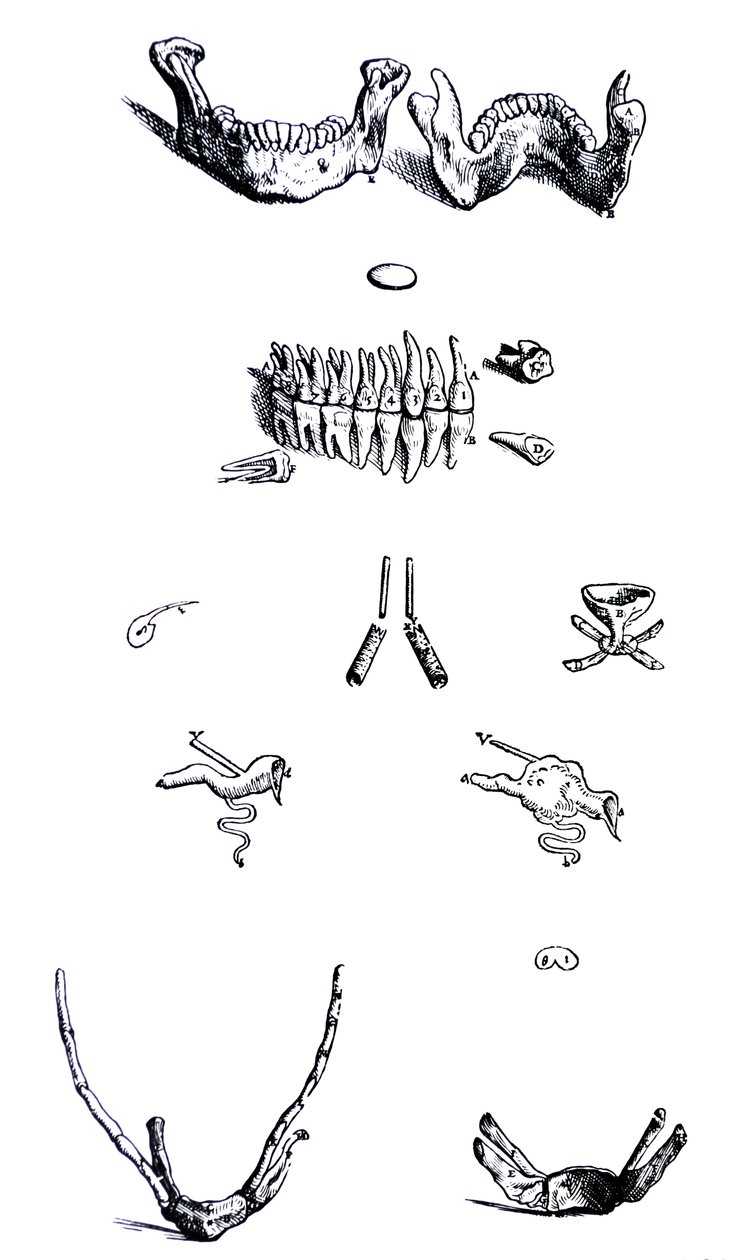 De Humani Corporis Fabrica