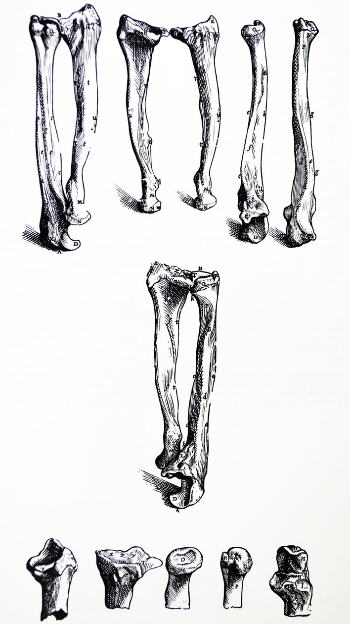 De Humani Corporis Fabrica