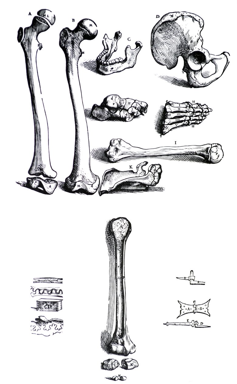 Andreas Vesalius