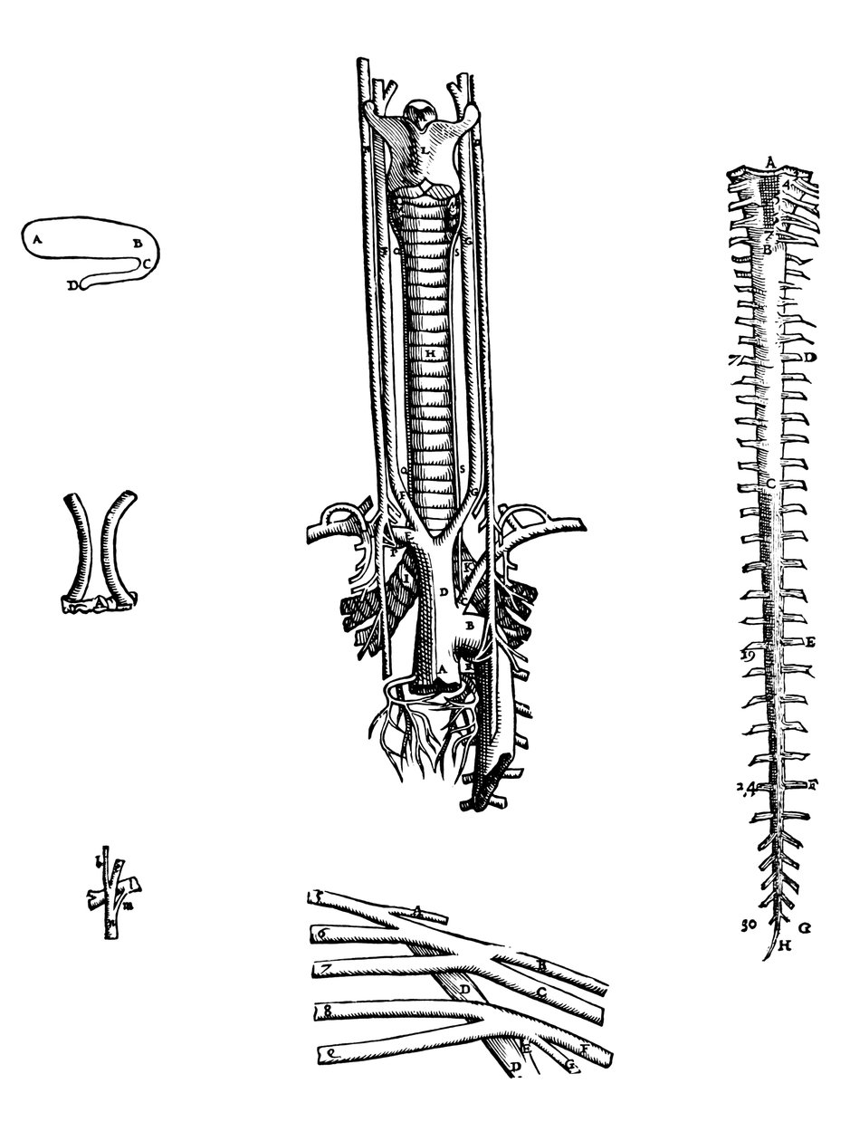 De Humani Corporis Fabrica