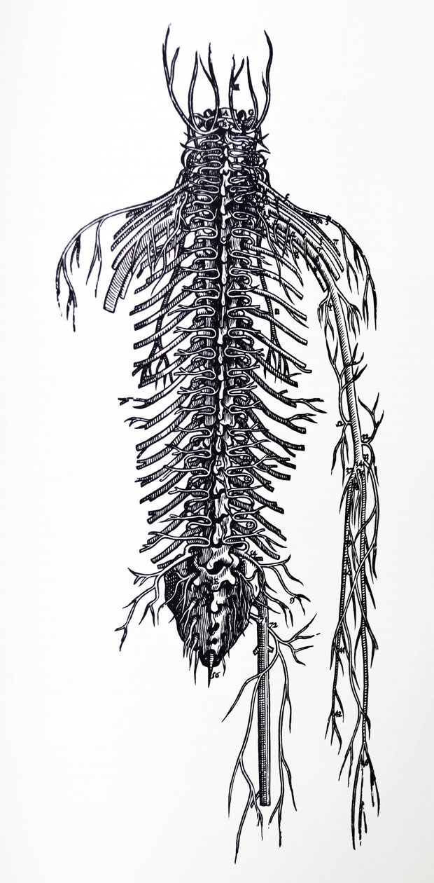 De Humani Corporis Fabrica