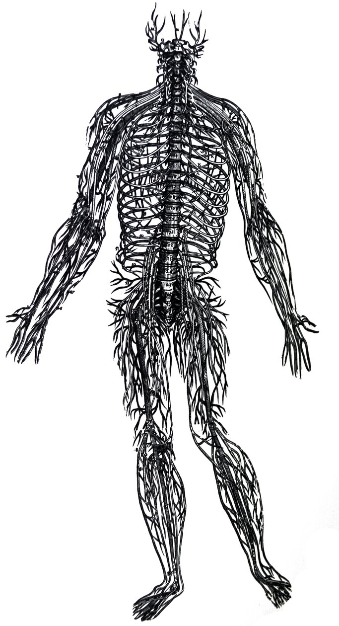De Humani Corporis Fabrica