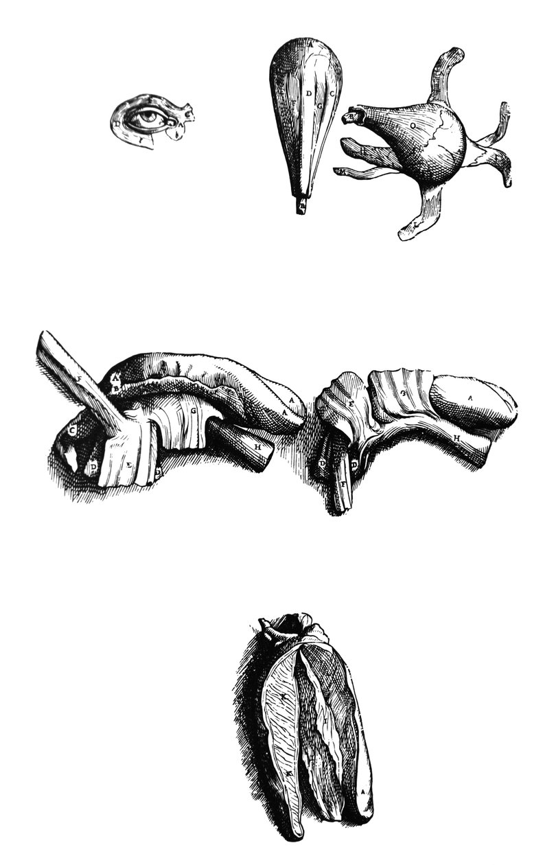 De Humani Corporis Fabrica