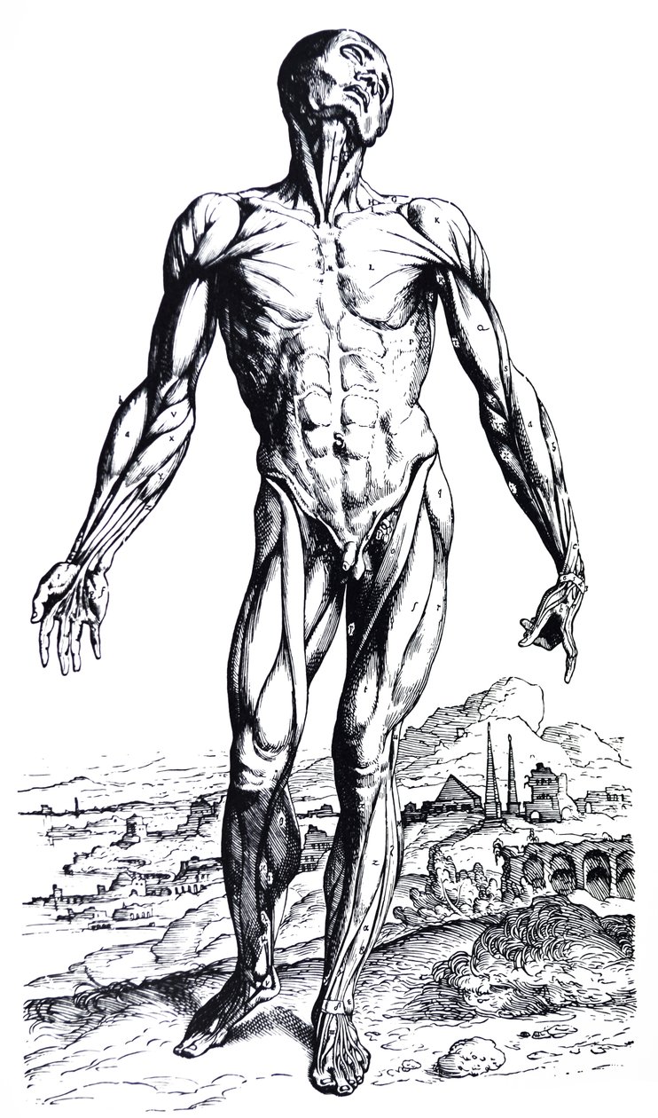 De Humani Corporis Fabrica'nın İkinci Kitabından Plakalar by Andreas Vesalius