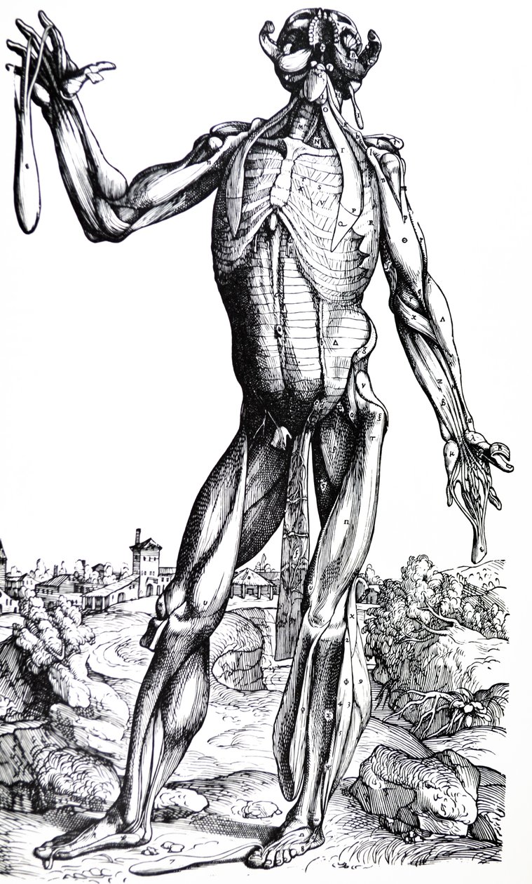 De Humani Corporis Fabrica'nın İkinci Kitabından Plakalar by Andreas Vesalius