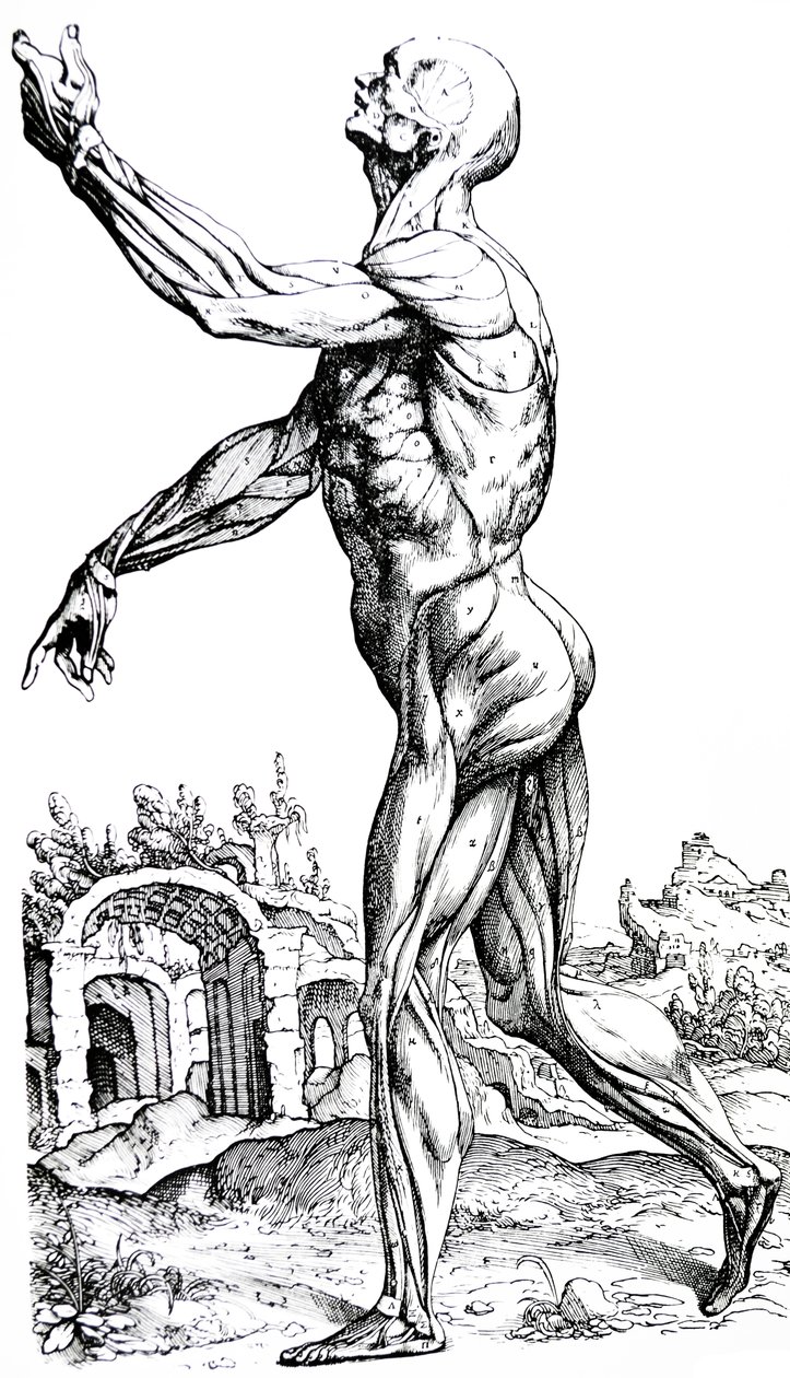 De Humani Corporis Fabrica