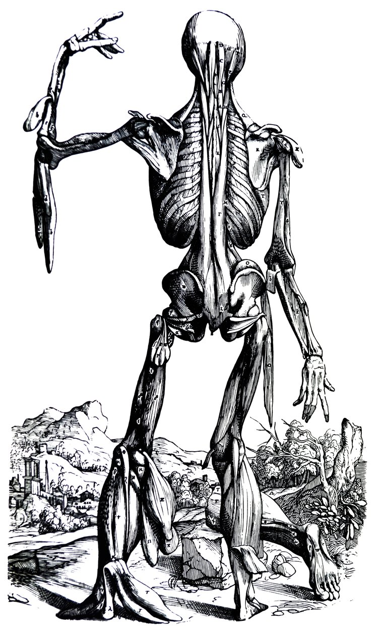 De Humani Corporis Fabrica