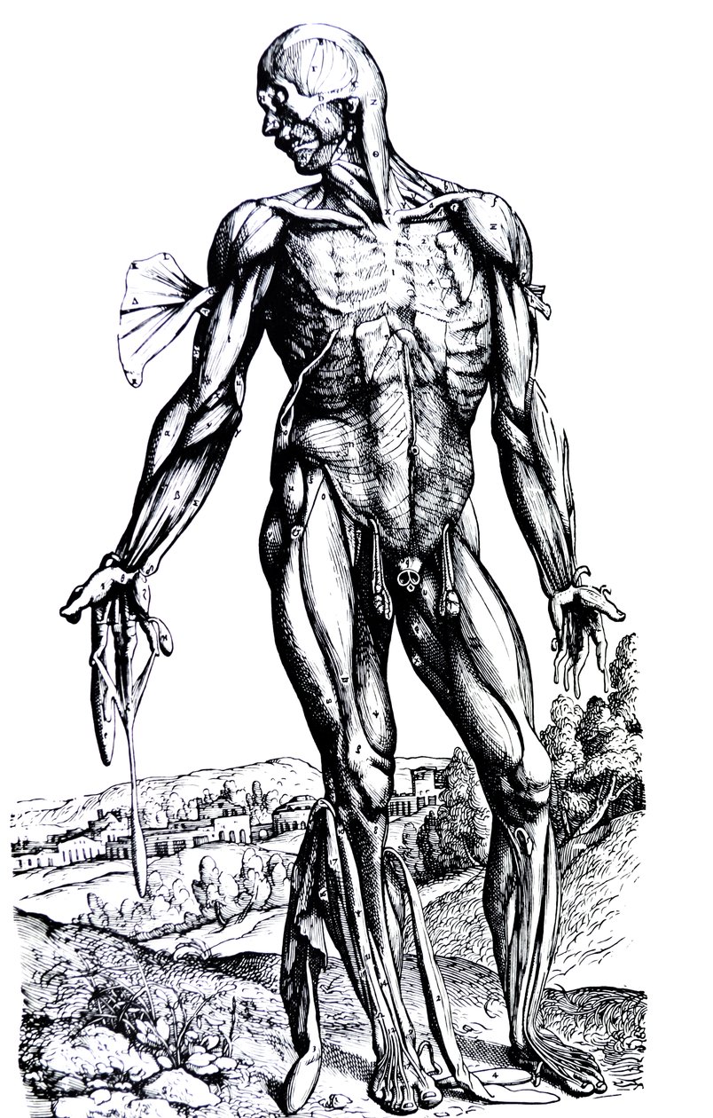 De Humani Corporis Fabrica
