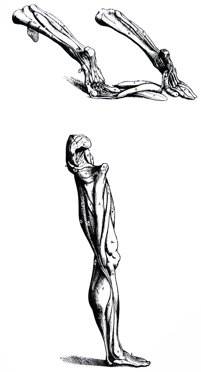 De Humani Corporis Fabrica