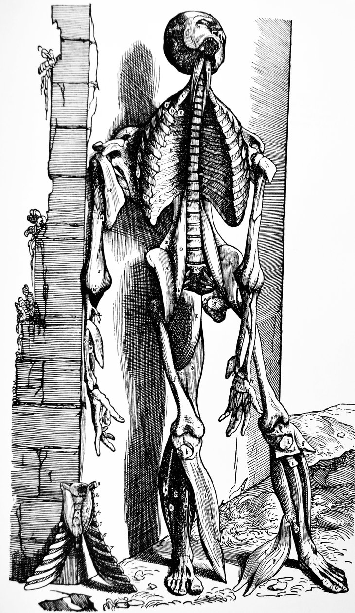 De Humani Corporis Fabrica