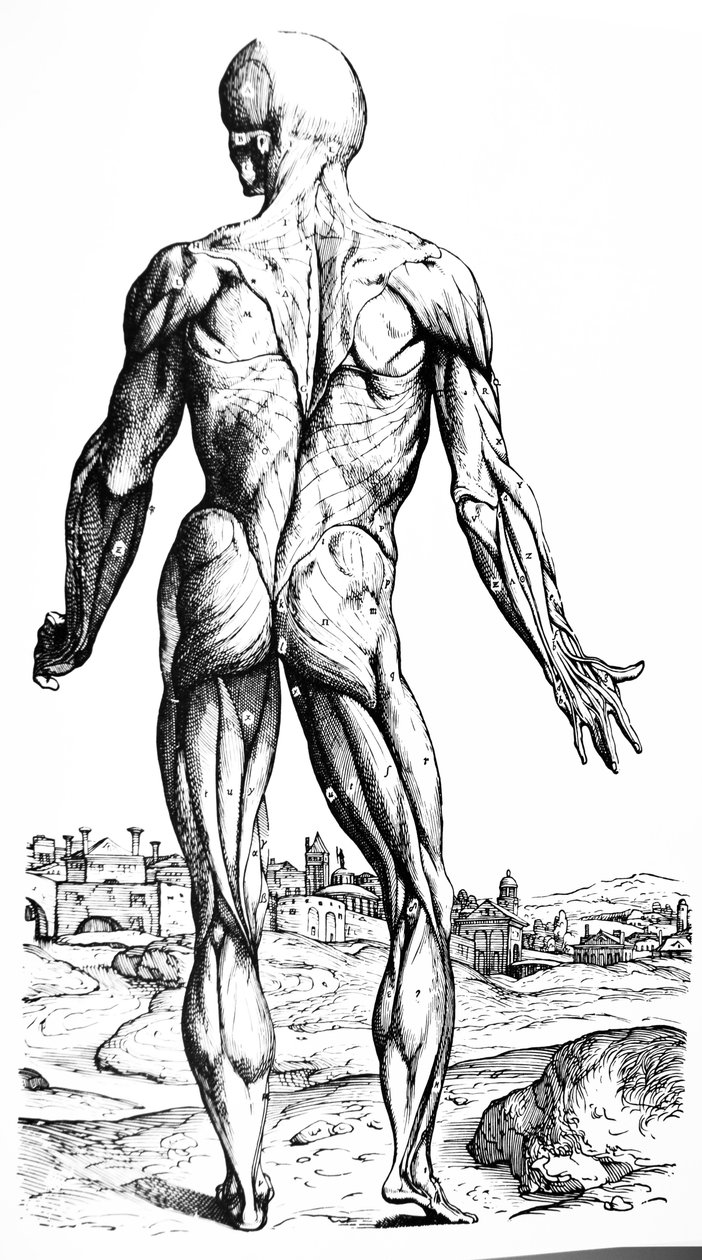 De Humani Corporis Fabrica