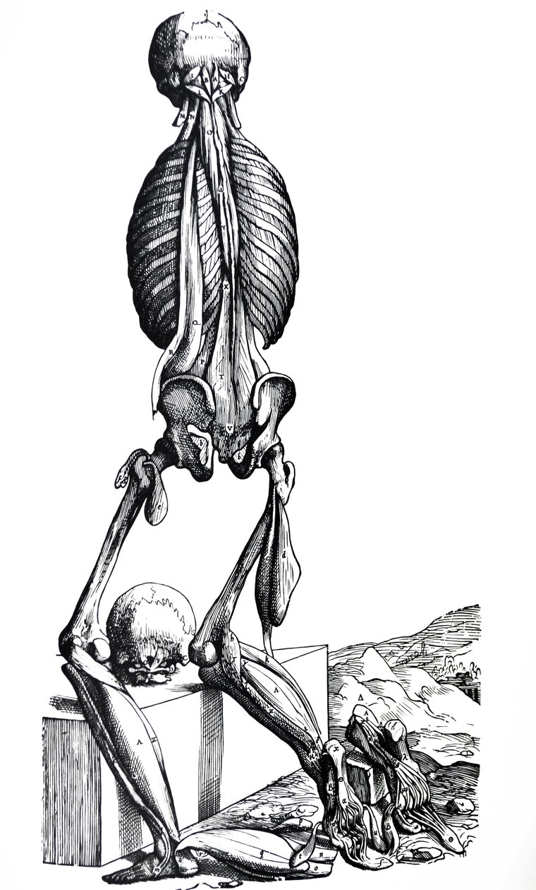 De Humani Corporis Fabrica