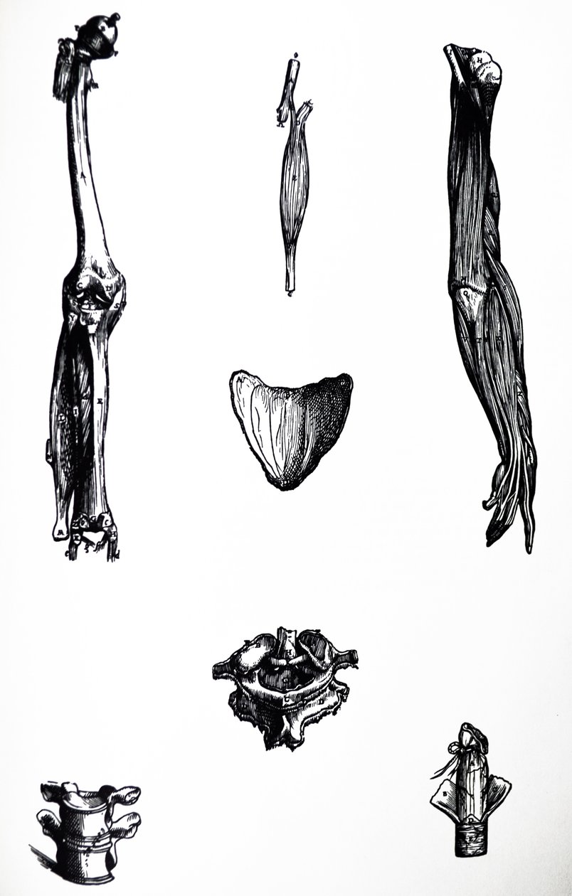 De Humani Corporis Fabrica