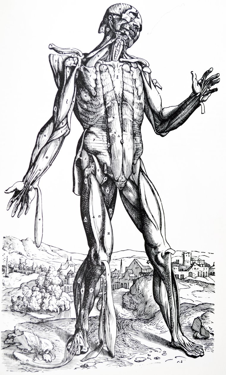De Humani Corporis Fabrica