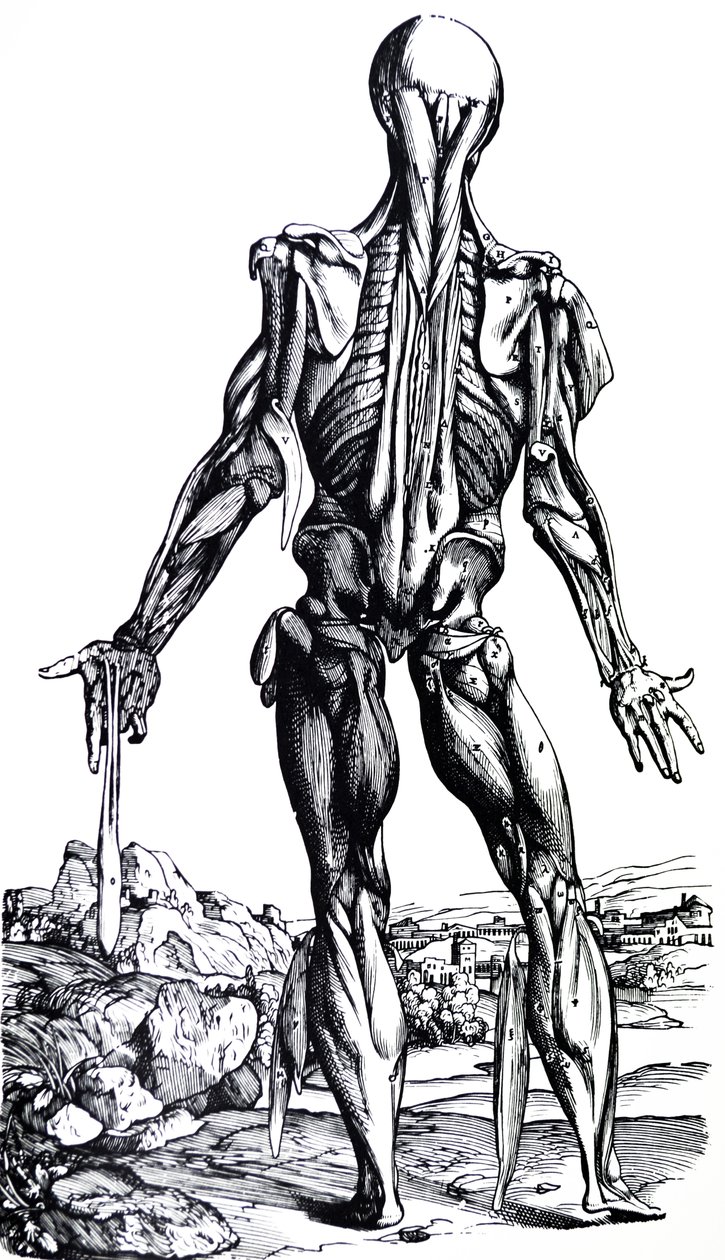 De Humani Corporis Fabrica