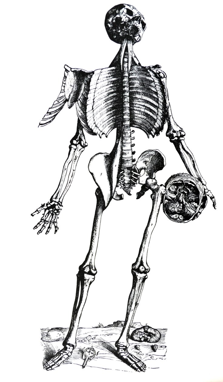De Humani Corporis Fabrica
