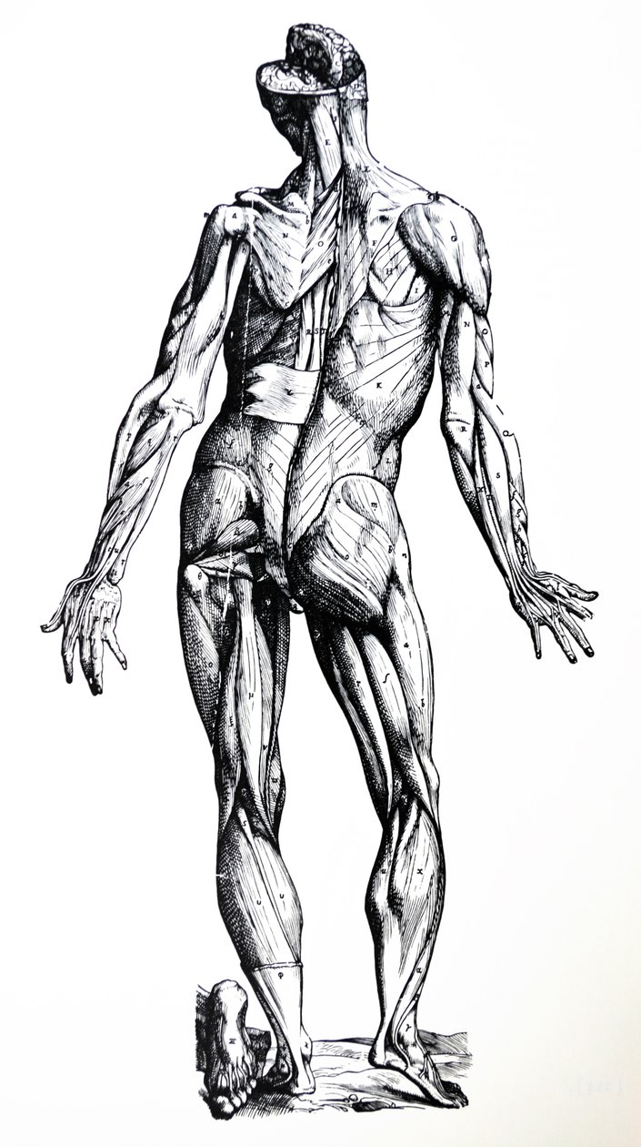 De Humani Corporis Fabrica'nın Yedinci Kitabından Plakalar by Andreas Vesalius