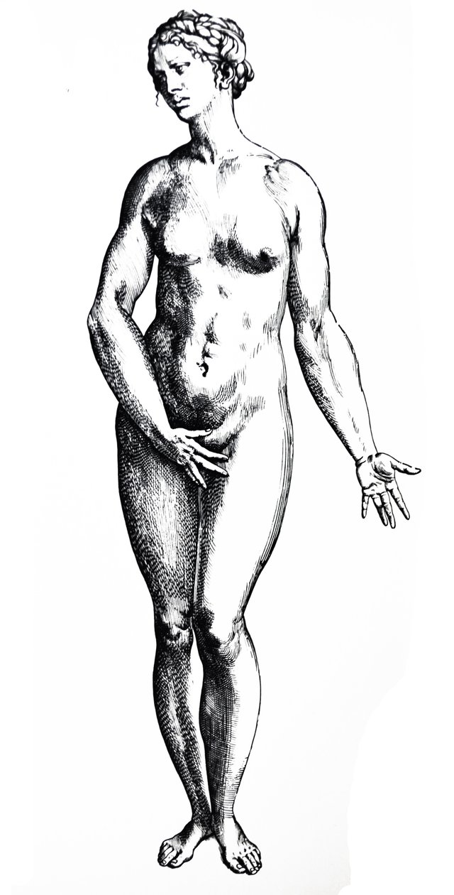 De Humani Corporis Fabrica